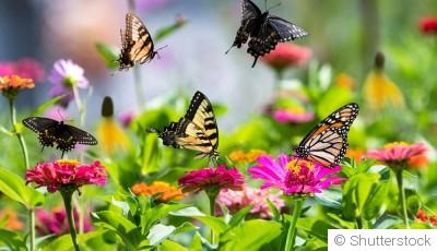 Comment attirer les papillons dans son jardin  ?