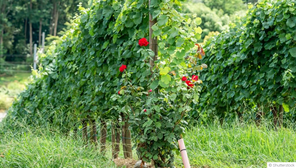 Que mettre au pied des rosiers ?