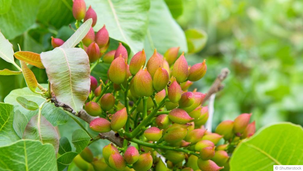 Comment faire germer les pistaches en pot ?