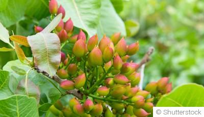 Comment faire germer les pistaches en pot ?