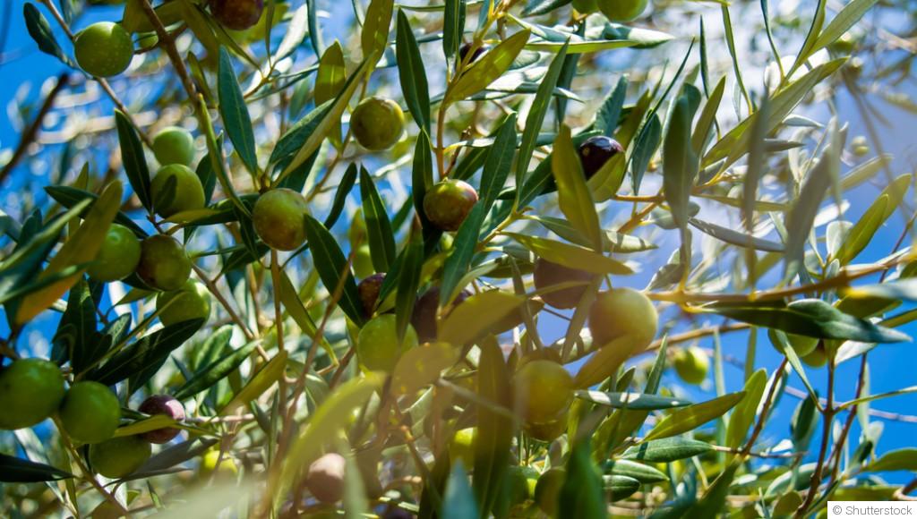 Comment faire pousser un olivier en pot ?