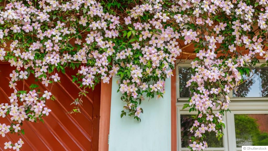 Quelles plantes grimpantes choisir pour un mur à l\'ombre ?