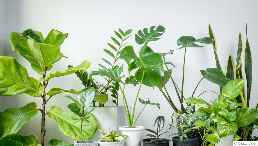 Quelles sont les plantes qui purifient l\'air de la maison ?