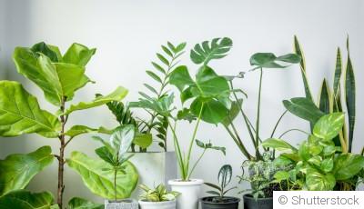 Quelles sont les plantes qui purifient l\'air de la maison ?