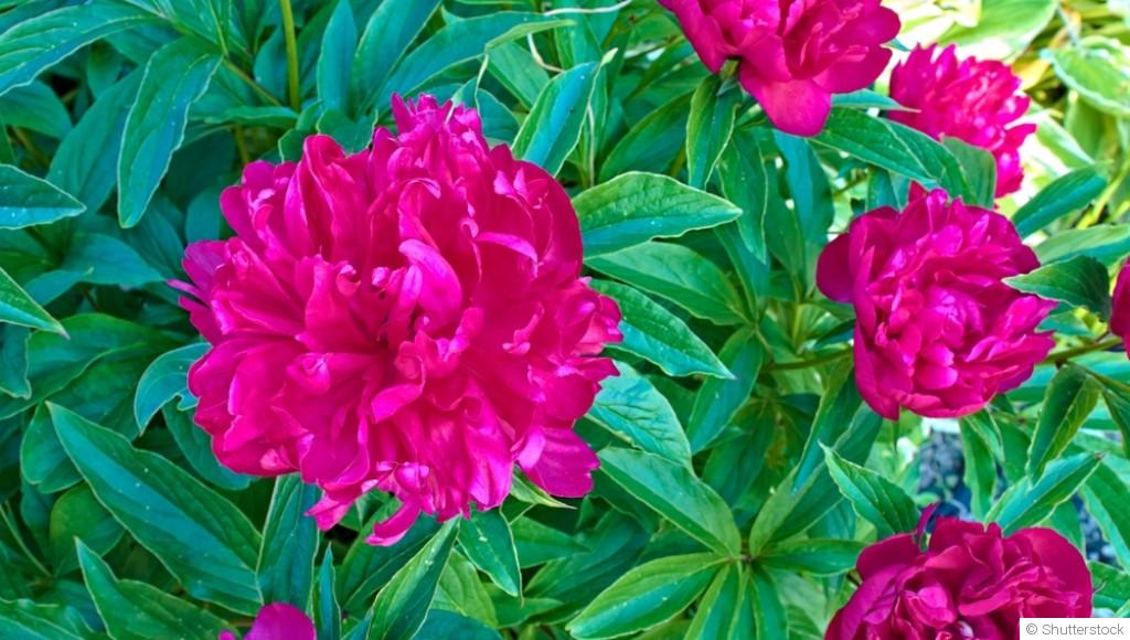 Comment faire pousser des pivoines ?