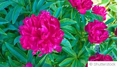 Comment faire pousser des pivoines ?