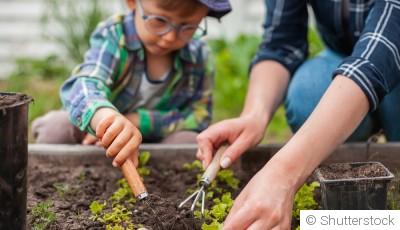Comment placer vos légumes dans votre potager ?