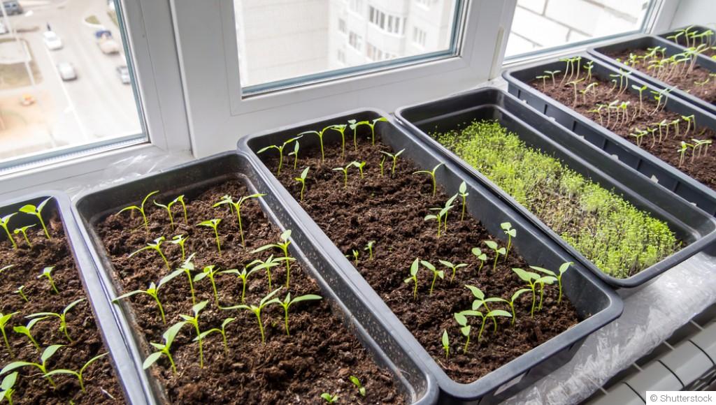 Comment faire pousser son potager en appartement ?