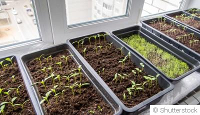 Comment faire pousser son potager en appartement ?