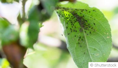 Comment se débarrasser des pucerons naturellement ?