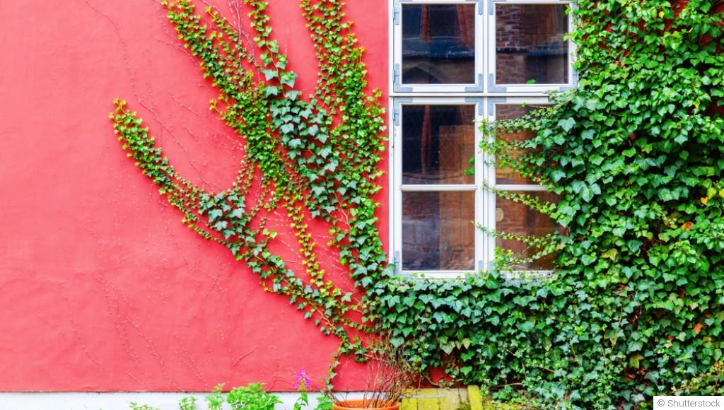 Que planter le long d\'un mur au soleil ?