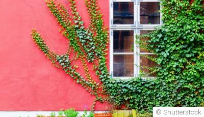 Que planter le long d\'un mur au soleil ?