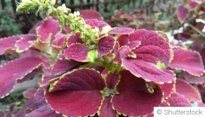 Quelles sont les 10 plantes les plus faciles à bouturer ?