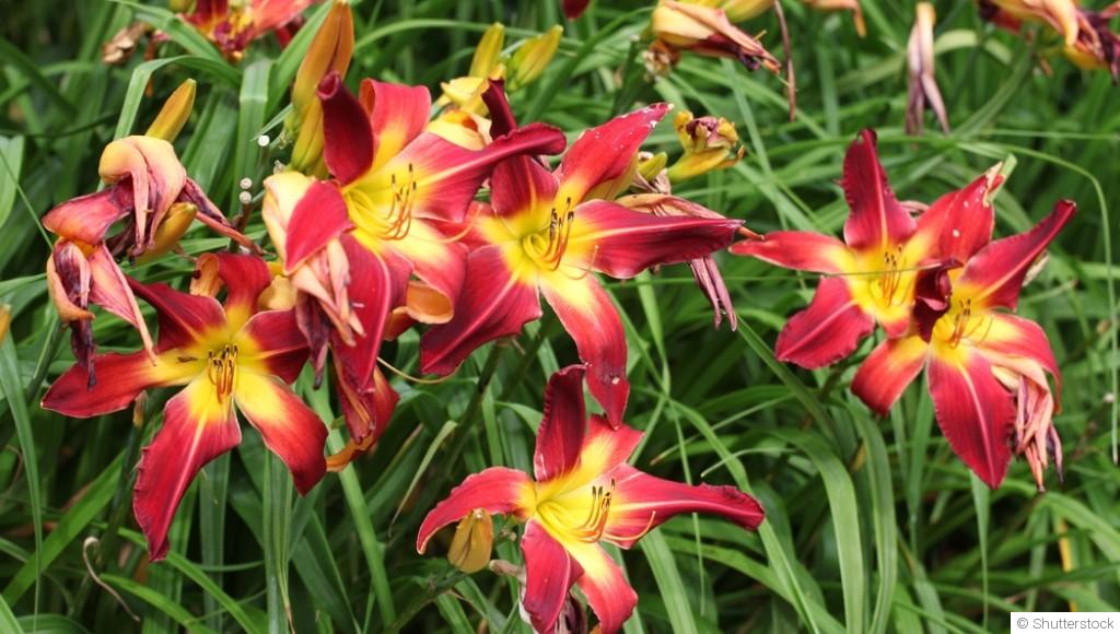 Quelles sont les fleurs qui aiment les sols argileux ?