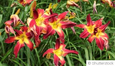 Quelles sont les fleurs qui aiment les sols argileux ?