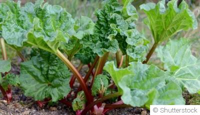 Comment faire pousser de la rhubarbe ?
