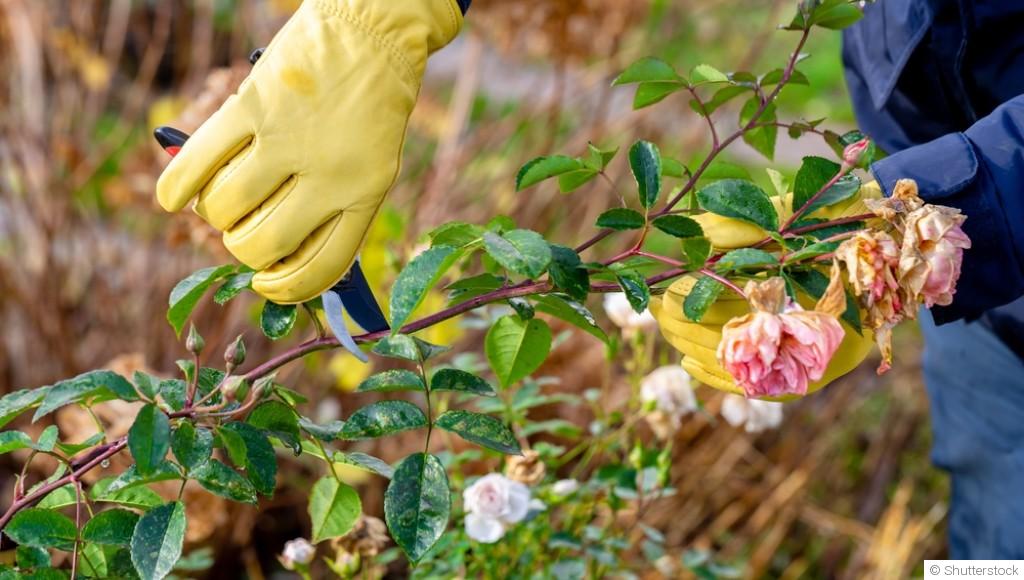 Quelles sont les rosiers les moins fragiles ?