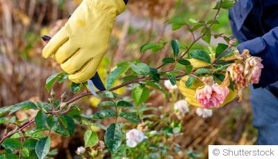 Quelles sont les rosiers les moins fragiles ?