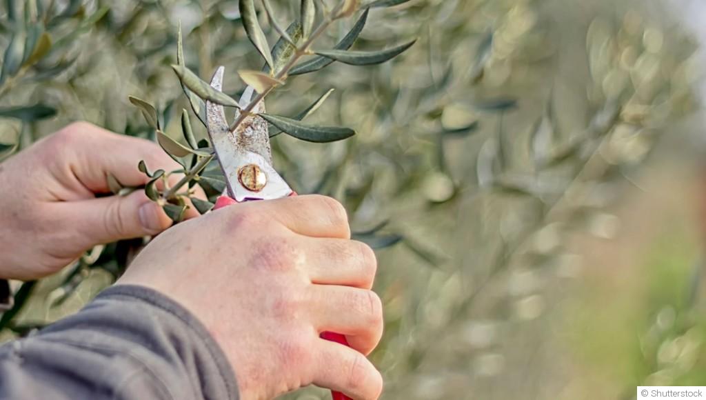 Comment bien tailler un olivier ?