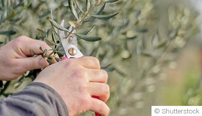 Comment bien tailler un olivier ?