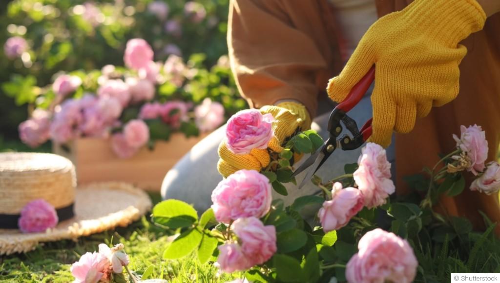 Comment bien tailler un rosier ?