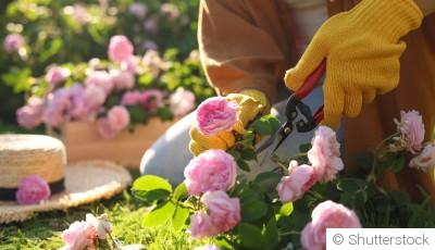 Comment bien tailler un rosier ?