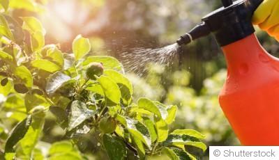 Comment protéger vos plantes des nuisibles naturellement