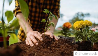 Les bases du jardinage pour débutants : par où commencer ?