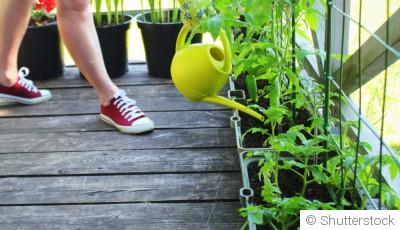 Conseils pour cultiver des légumes en conteneurs