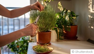 Cultiver des herbes aromatiques en intérieur tout au long de l’année