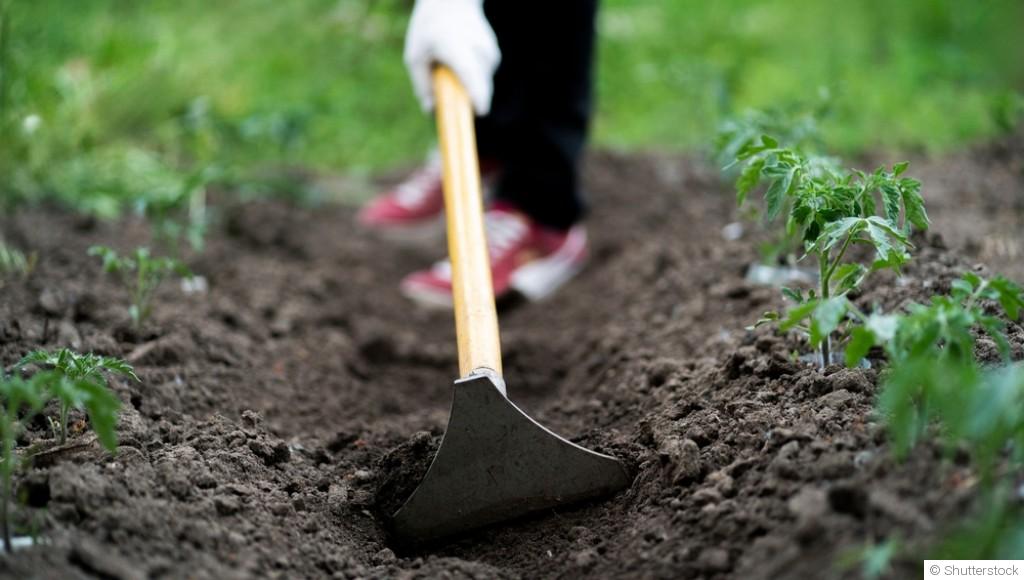 La rotation des cultures simplifiée pour les jardiniers amateurs