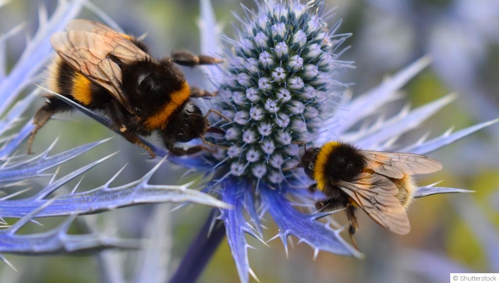 Les meilleures plantes pour attirer les pollinisateurs dans votre jardin