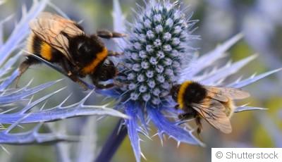 Les meilleures plantes pour attirer les pollinisateurs dans votre jardin