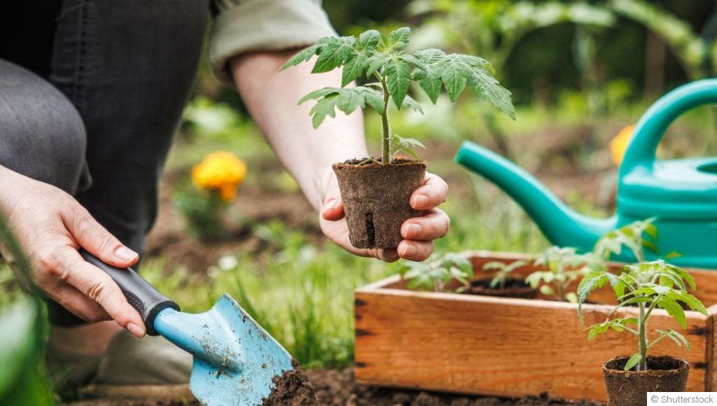 Planifier votre jardin potager : un guide saisonnier