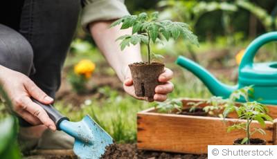 Planifier votre jardin potager : un guide saisonnier