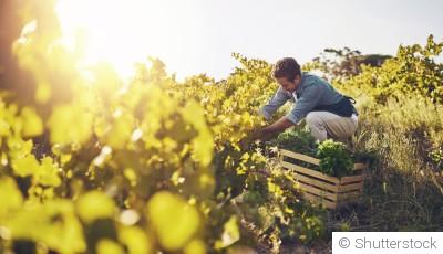 Techniques de multiplication des plantes : bouturage et division