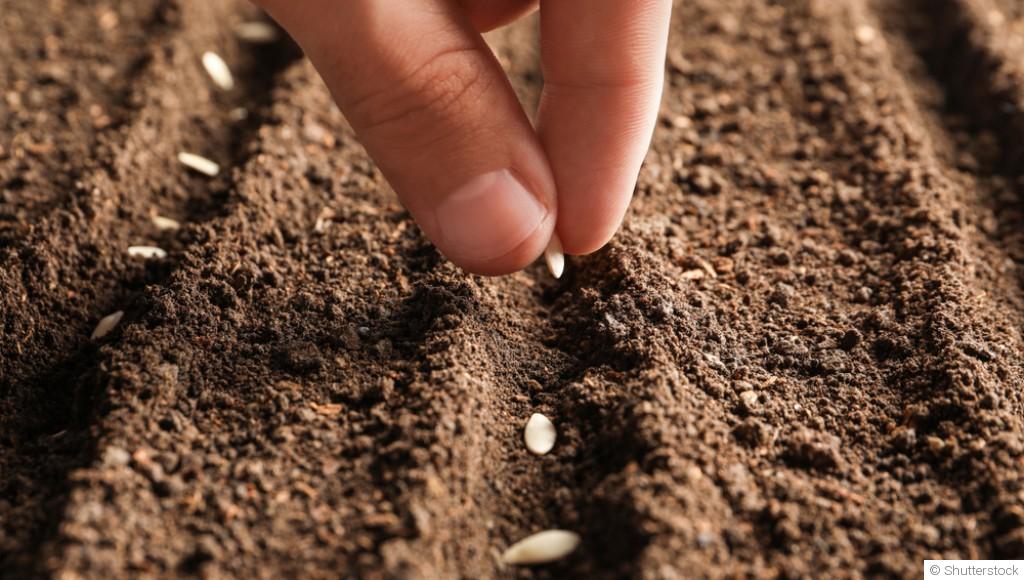 Astuces pour réussir vos semis à chaque fois