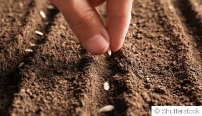 Astuces pour réussir vos semis à chaque fois