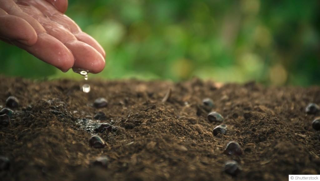 Astuces pour un arrosage efficace et écologique