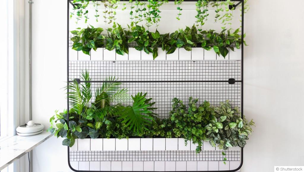 Comment créer et maintenir un mur végétal