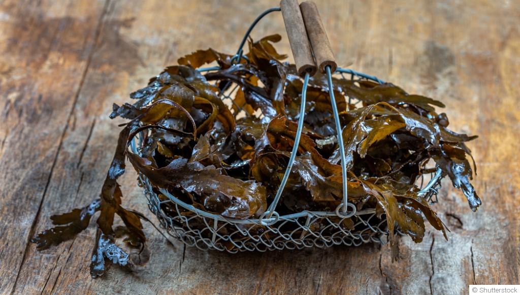 Comment utiliser les algues comme engrais naturel