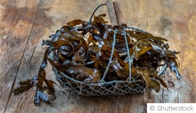 Comment utiliser les algues comme engrais naturel