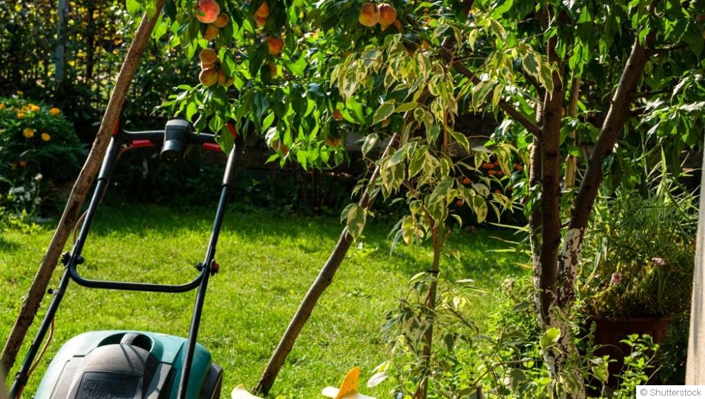 Conseils pour cultiver des pêches et nectarines chez vous