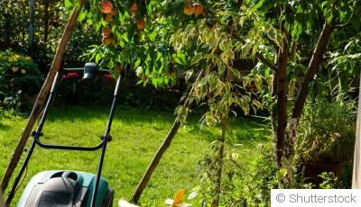 Conseils pour cultiver des pêches et nectarines chez vous