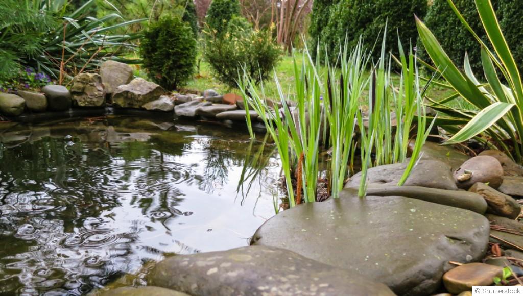 Construire et entretenir un étang de jardin