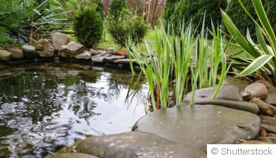 Construire et entretenir un étang de jardin