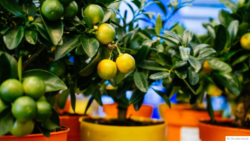 Cultiver des agrumes dans des pots : guide complet