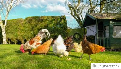 Élevage de poules dans votre jardin : débuter avec les bases