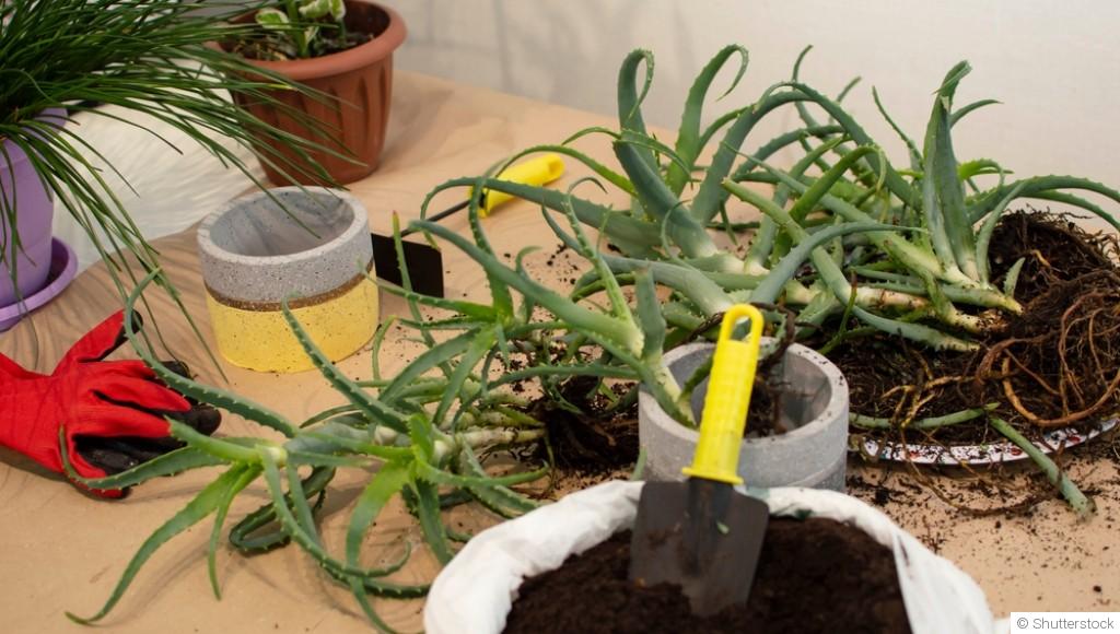 Guide des plantes médicinales à cultiver chez vous