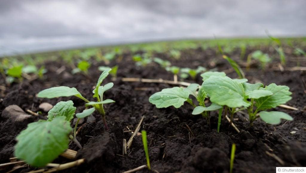 Jardinage en hiver : quelles plantes cultiver ?